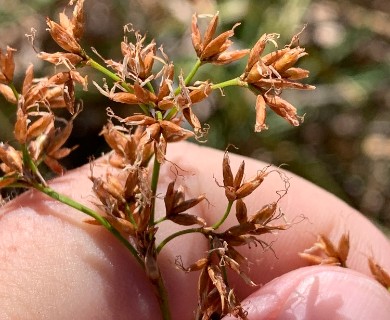 Cladium californicum