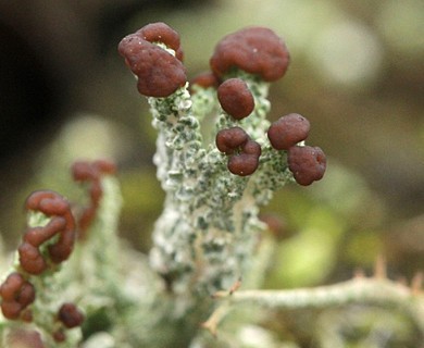 Cladonia cariosa