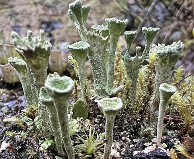 Cladonia carneola