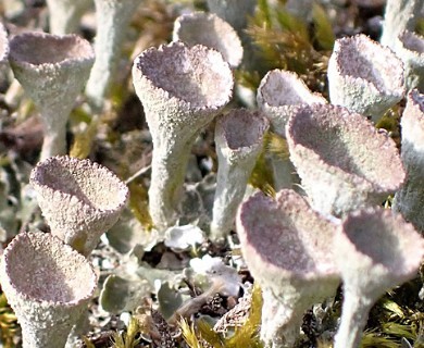 Cladonia chlorophaea