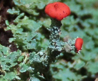 Cladonia didyma