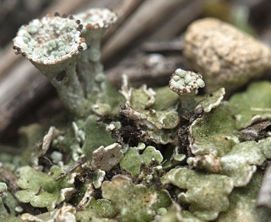 Cladonia pocillum