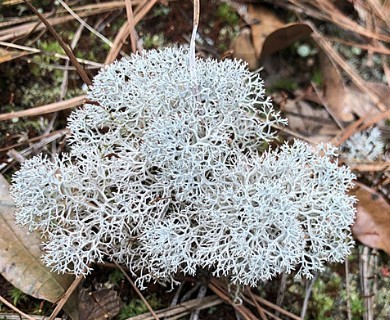 Cladonia rangiferina