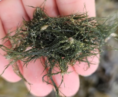 Cladophora rupestris