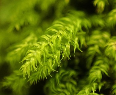 Claopodium whippleanum