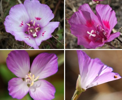 Clarkia amoena