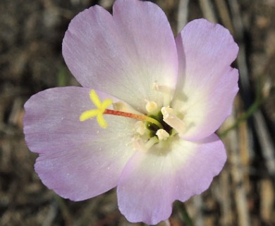 Clarkia arcuata