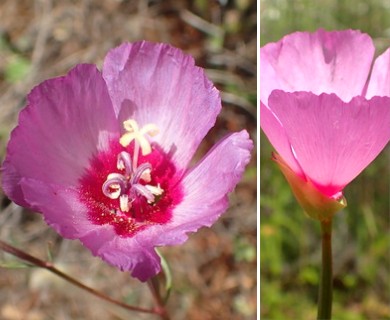 Clarkia gracilis