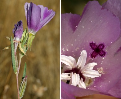 Clarkia purpurea