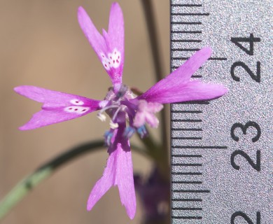 Clarkia xantiana