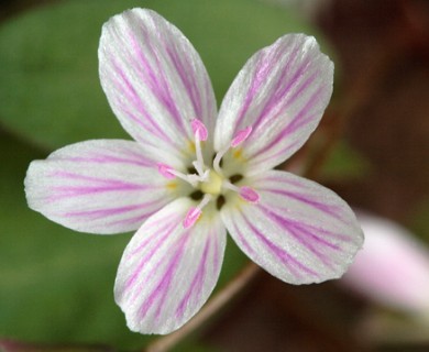 Claytonia caroliniana