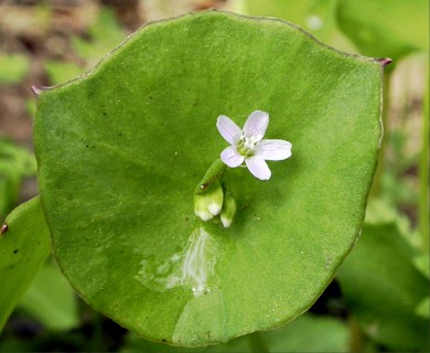 Claytonia perfoliata