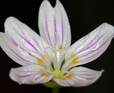 Claytonia sibirica