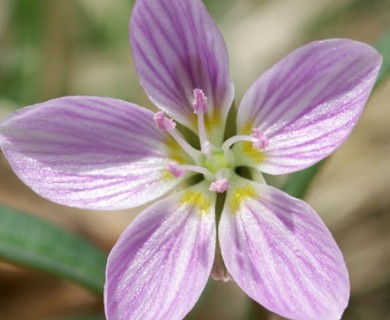 Claytonia virginica