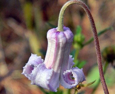 Clematis baldwinii