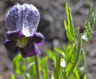 Clematis hirsutissima