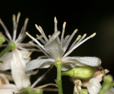 Clematis ligusticifolia