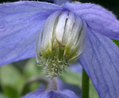 Clematis occidentalis