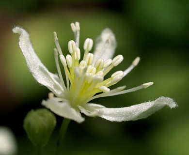 Clematis virginiana