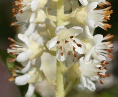 Clethra alnifolia