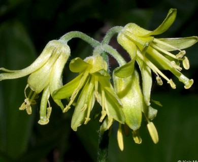 Clintonia borealis