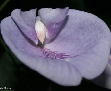 Clitoria mariana