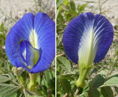 Clitoria ternatea