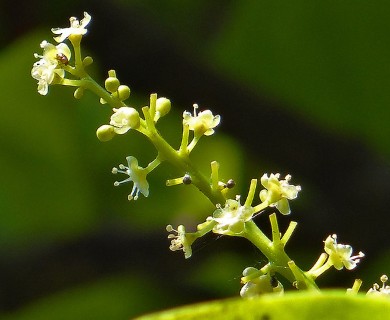 Coccoloba diversifolia