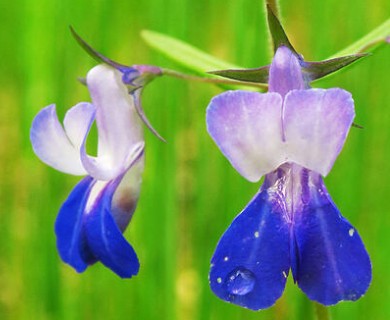 Collinsia grandiflora