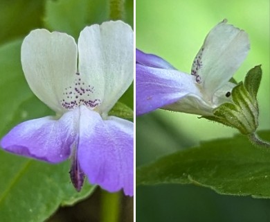 Collinsia multicolor