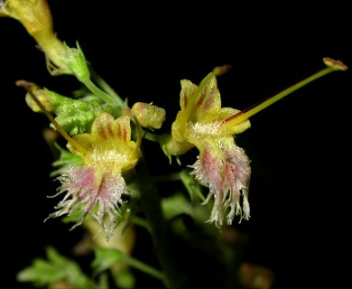 Collinsonia canadensis