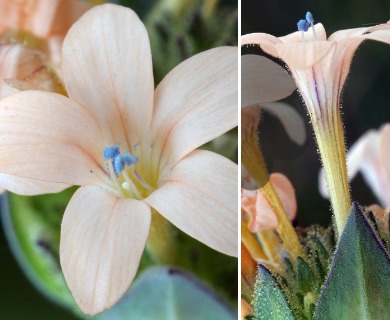 Collomia grandiflora