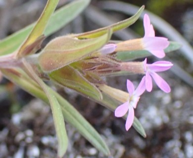 Collomia linearis