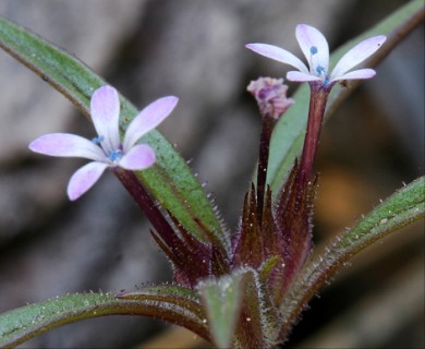 Collomia tinctoria