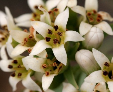 Comandra umbellata