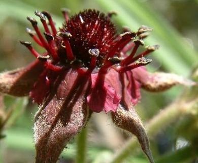 Comarum palustre