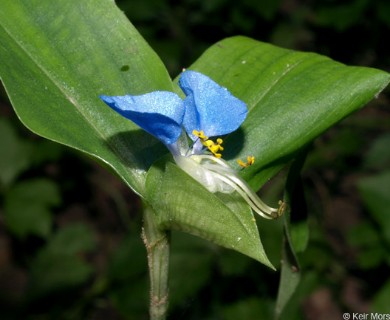 Commelina communis