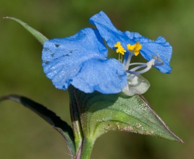 Commelina erecta