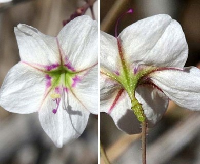 Commicarpus brandegeei