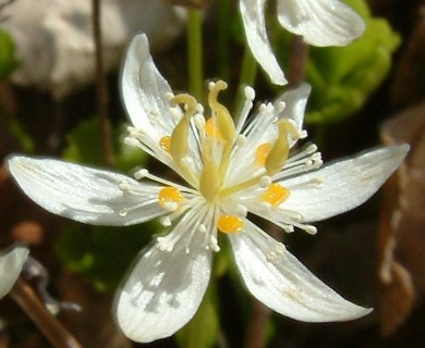 Coptis trifolia