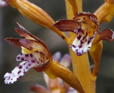 Corallorhiza maculata