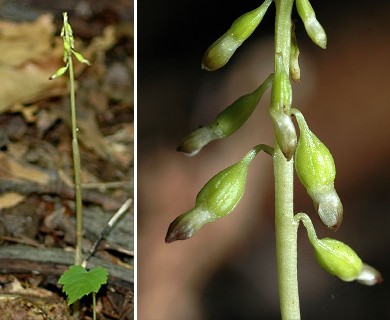 Corallorhiza odontorhiza