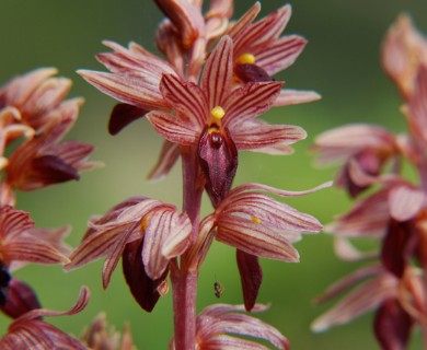 Corallorhiza striata