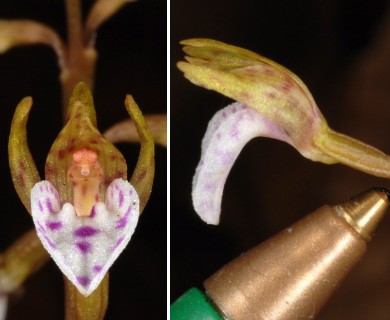 Corallorhiza wisteriana