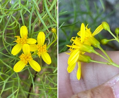 Coreocarpus dissectus