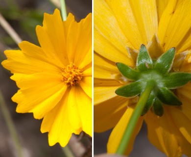 Coreopsis grandiflora