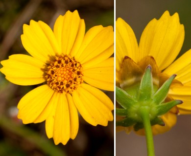 Coreopsis lanceolata