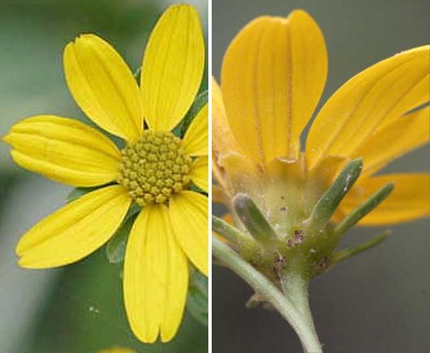 Coreopsis major