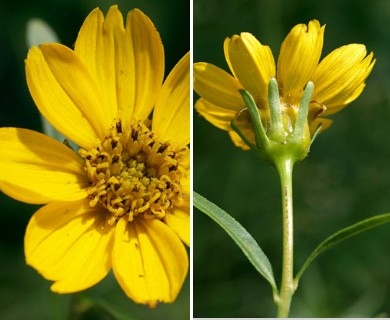 Coreopsis palmata