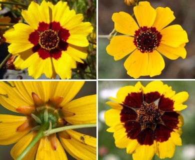 Coreopsis tinctoria